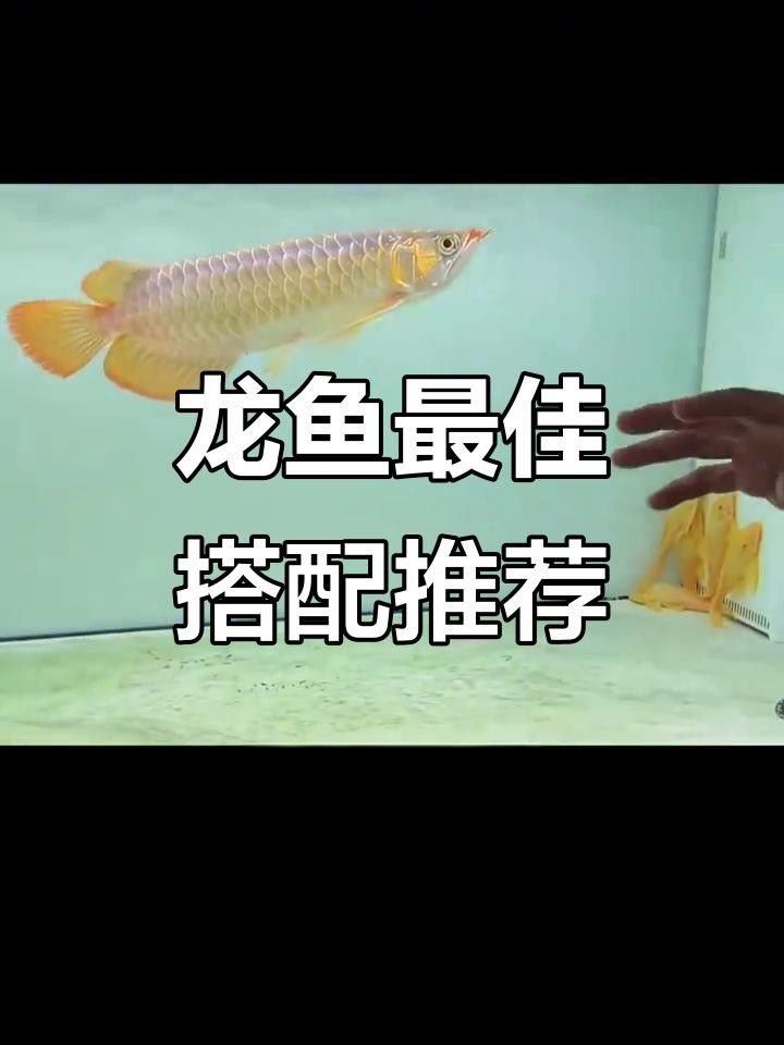 除了紅龍魚，還能和哪些魚混養(yǎng)？