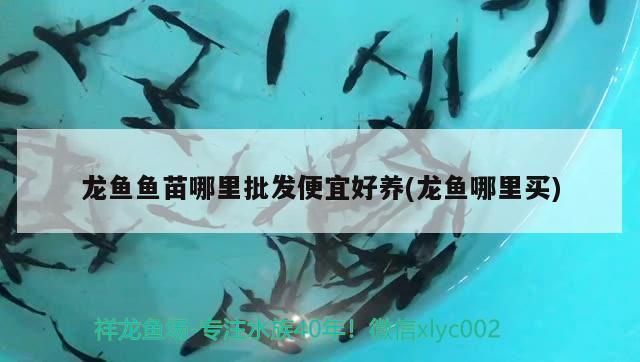 龍魚魚苗哪里批發便宜好養：尋找批發便宜且易于養殖的龍魚魚苗