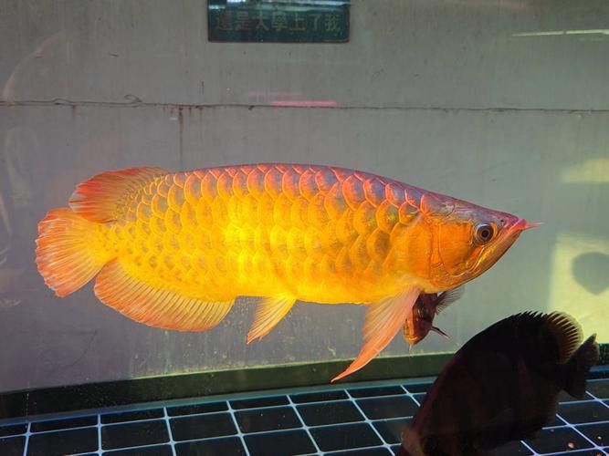 哪里的紅龍魚最正宗最便宜好養又好看圖片