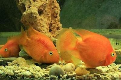 龍魚可以和戰船混養嗎，龍魚和戰船魚可以一起養但需要注意一些關鍵因素