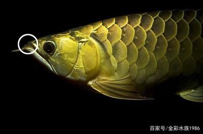 金龍魚真假辨別方法：如何辨別金龍魚的真偽
