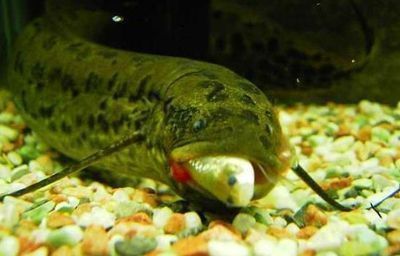 紅老虎魚飼料選擇技巧，紅老虎魚飼料營養搭配指南