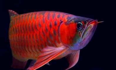 龍魚行業動態（中國龍魚行業市場前景分析預測報告預測報告預測報告）