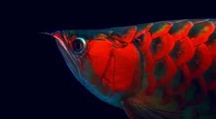 龍魚行業動態（中國龍魚行業市場前景分析預測報告預測報告預測報告）