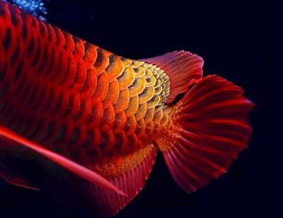 龍魚行業動態（中國龍魚行業市場前景分析預測報告預測報告預測報告）
