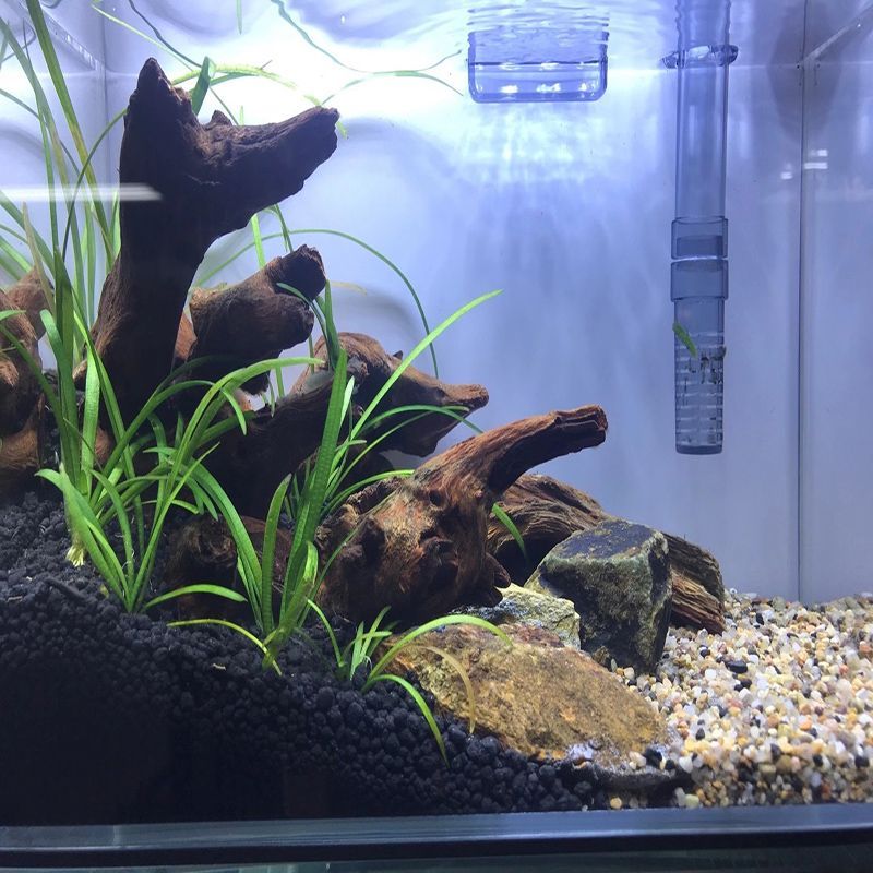 龍魚缸如何造景好看：廣州龍魚缸造景教程