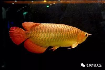 白華龍魚（比白化龍魚更稀有的黃化龍魚是什么樣子的白金龍魚價格）
