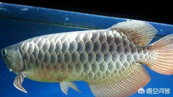 白華龍魚（比白化龍魚更稀有的黃化龍魚是什么樣子的白金龍魚價格）