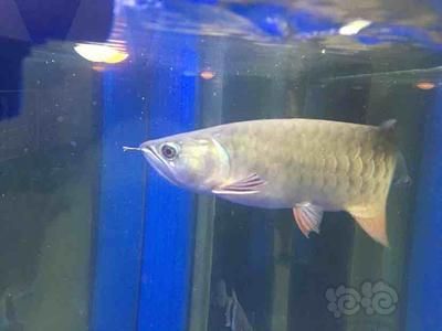 龍魚長期吃蝦好嗎（龍魚長期吃蝦好嗎，營養豐富的食物是一種營養豐富的食物）