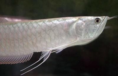 龍魚長期吃蝦好嗎（龍魚長期吃蝦好嗎，營養豐富的食物是一種營養豐富的食物）