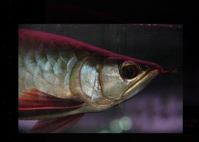紅龍魚的嘴唇顏色可以在幼魚階段就開始顯現出來而且通常情況下：紅龍魚多大嘴唇才紅？