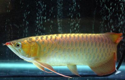 龍魚狀態不佳且食欲不振的原因分析（龍魚狀態不佳且食欲不振，可能由多種因素引起龍魚的不適）