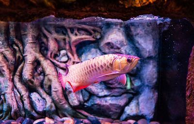 龍魚狀態不佳且食欲不振的原因分析（龍魚狀態不佳且食欲不振，可能由多種因素引起龍魚的不適）
