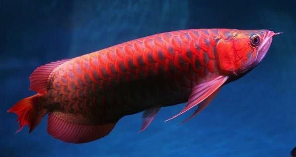 古典藍底金龍魚發色需要哪些食物