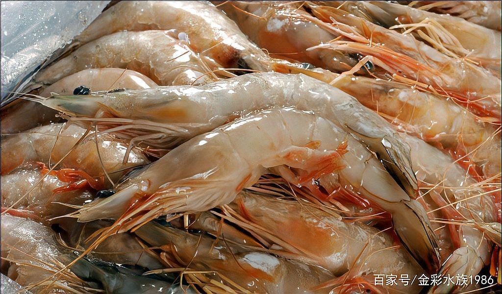 25cm龍魚能喂多大的蝦？