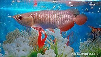 25cm龍魚能喂多大的蝦？