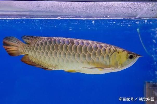 金龍魚觀賞魚好養嗎怎么養（金龍魚的飼養要點）
