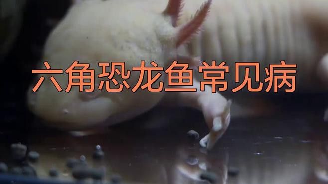 六角龍魚常見的疾病有哪些？