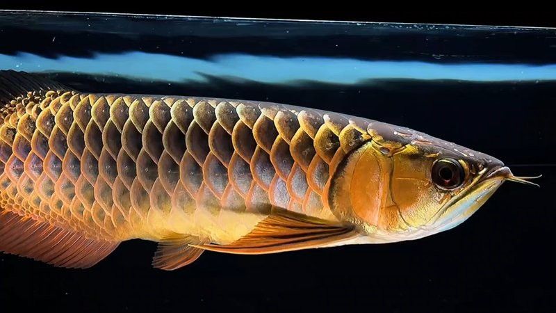 有哪些著名的古典黑底金龍魚品種？