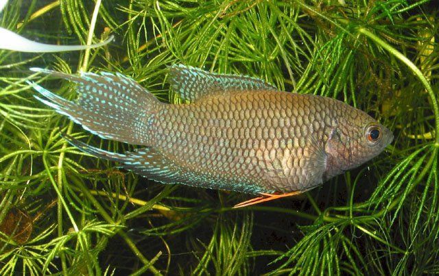 魚鰭出現很多紅色血絲什么問題