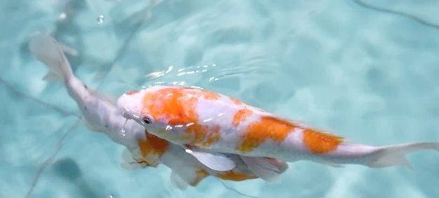 魚鰭出現很多紅色血絲什么問題