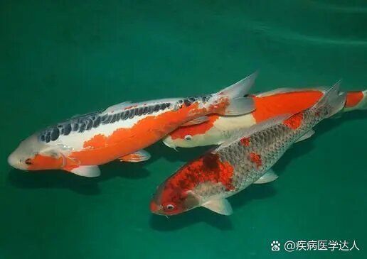 魚鰭出現很多紅色血絲什么問題