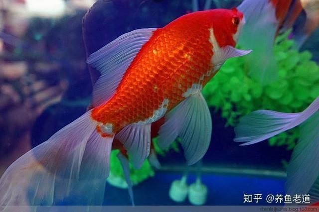 魚鰭出現很多紅色血絲什么問題