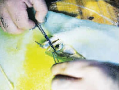 龍魚缸ph值低怎么辦:龍魚缸ph值偏低怎么辦 龍魚百科 第3張 龍魚缸ph值低怎么辦:龍魚缸ph值偏低怎么辦 龍魚缸ph值低怎么辦:龍魚缸ph值偏低怎么辦 龍魚百科 第3張