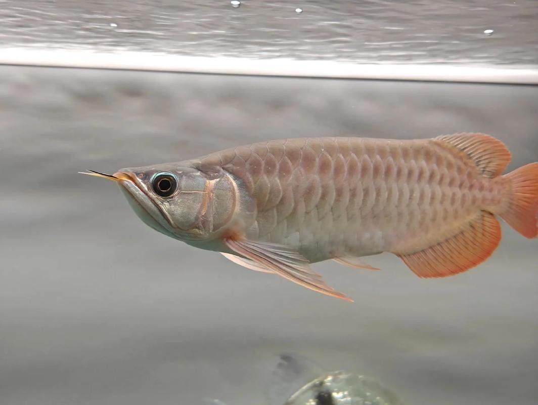 金龍魚多久發(fā)色一次