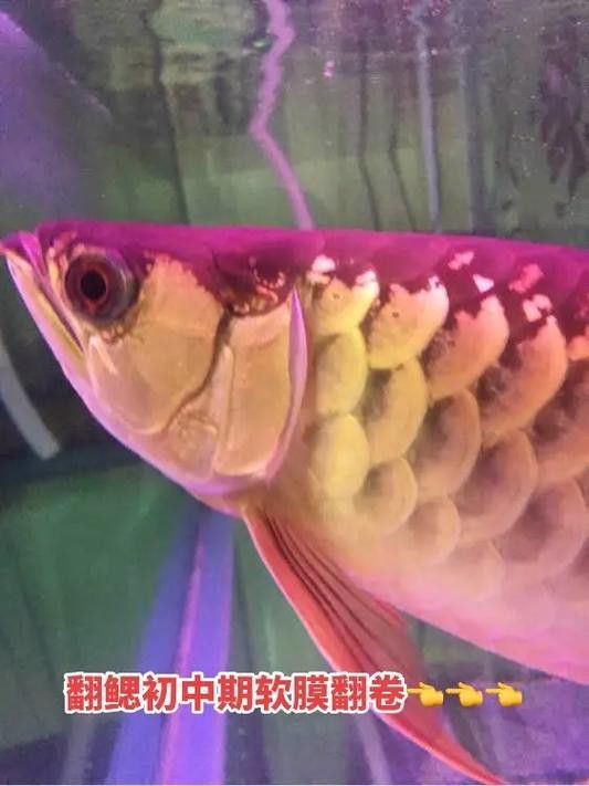 金龍魚多久發(fā)色一次