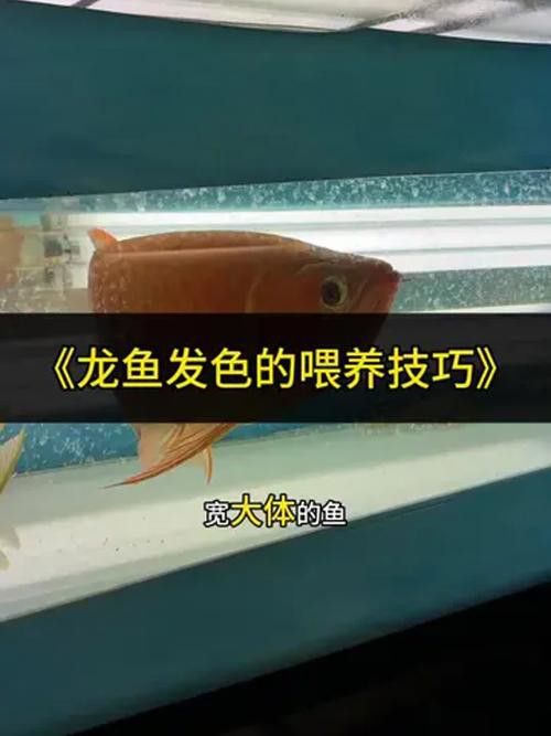 金龍魚多久發(fā)色一次