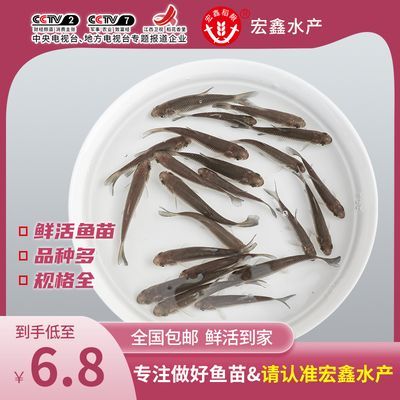 小鯽魚可以作為食物喂養(yǎng)龍魚，但需要注意一些事項(xiàng)：小鯽魚可以作為食物喂養(yǎng)龍魚但需要注意一些事項(xiàng)