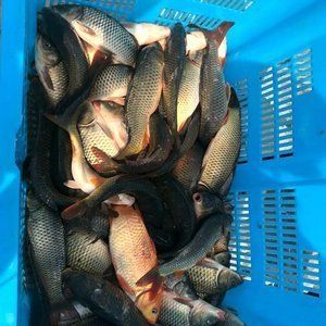 小鯽魚可以作為食物喂養(yǎng)龍魚，但需要注意一些事項(xiàng)：小鯽魚可以作為食物喂養(yǎng)龍魚但需要注意一些事項(xiàng)