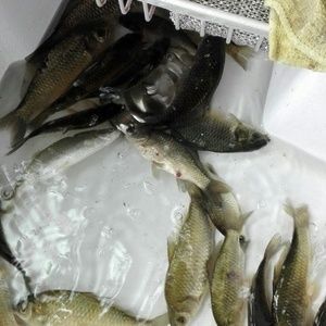小鯽魚可以作為食物喂養(yǎng)龍魚，但需要注意一些事項(xiàng)：小鯽魚可以作為食物喂養(yǎng)龍魚但需要注意一些事項(xiàng)