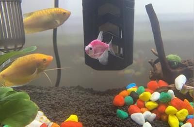 龍魚(yú)入缸三天還不開(kāi)口吃食：龍魚(yú)入缸后三天還不開(kāi)口吃食可能由多種因素引起
