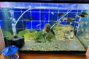 龍魚(yú)入缸三天還不開(kāi)口吃食：龍魚(yú)入缸后三天還不開(kāi)口吃食可能由多種因素引起