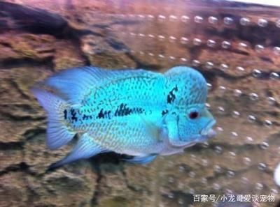 小龍魚(yú)苗吃什么：小龍魚(yú)在不同階段的飼料選擇