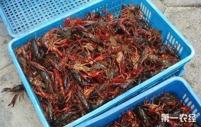 小龍魚(yú)苗吃什么：小龍魚(yú)在不同階段的飼料選擇