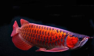 龍魚能吃海蝦嗎：龍魚可以吃海蝦，但需要注意適量和頻率