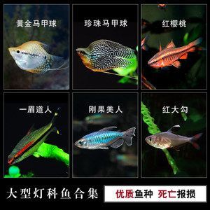 最大紅龍魚有多大：世界上最大的紅龍魚有多重？探索這一珍稀魚類的驚人尺寸