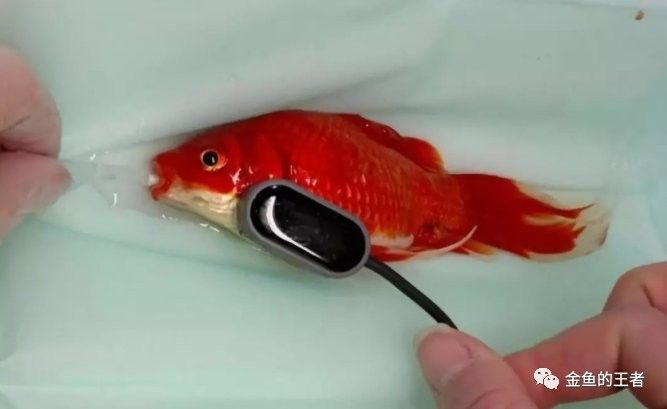 龍魚麻藥放多了會死嗎