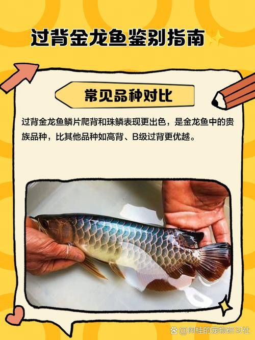 金龍魚品相區分圖片大全
