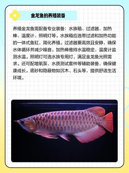 金龍魚品相區分圖片大全