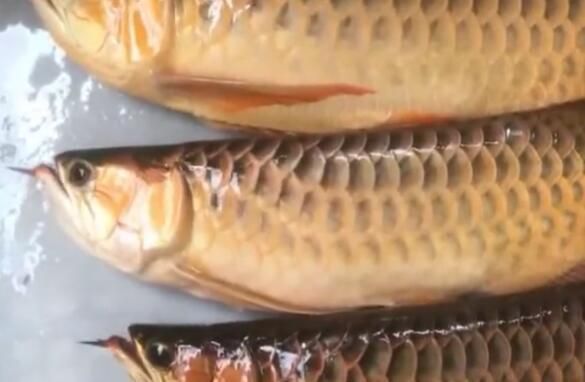 金龍魚變色的前兆有哪些