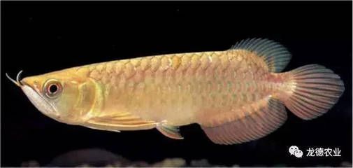 什么龍魚長得最小最好看的：哪種龍魚是最小但最好看的？