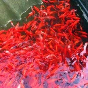 龍魚夜里關燈嗎：龍魚在夜里是否需要關燈，取決于龍魚的成熟程度和個人經驗