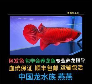 金龍魚(yú)如何養(yǎng)發(fā)色更好視頻：金龍魚(yú)如何養(yǎng)發(fā)色好金龍魚(yú)如何養(yǎng)發(fā)色好金龍魚(yú)發(fā)色