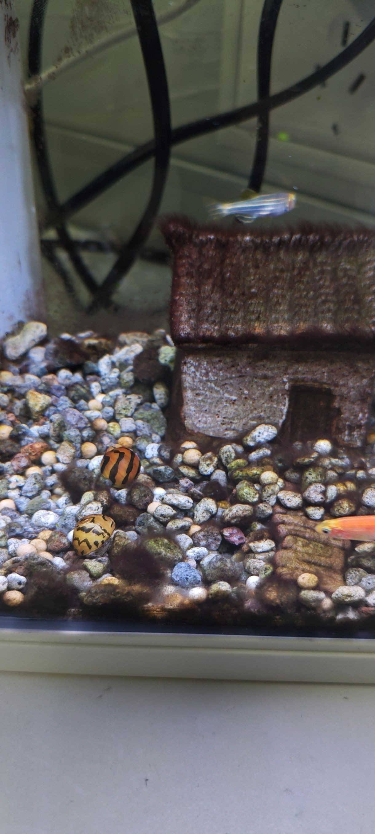 飼養龍魚的注意事項有哪些？：喂食龍魚飼料既有優點也有缺點