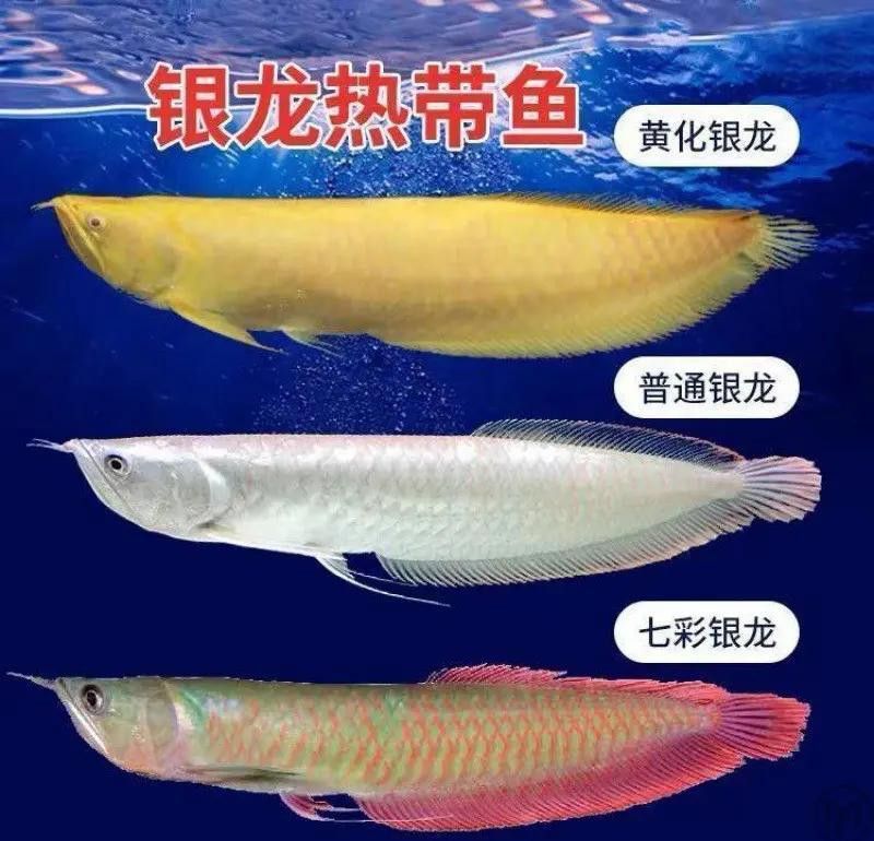 紅龍魚幼魚多久喂一次？