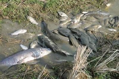 龍魚喂飼料魚（如何正確喂養龍魚飼料魚） 龍魚喂飼料魚（如何正確喂養龍魚飼料魚） 龍魚百科 第4張